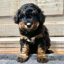 Phantom female - Phantom female Bernedoodle puppy in Brooksville, Florida from Kruger Doodles