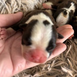 Bootsie's brindle boy 3 - Brindle and white male Boston Terrier puppy in Yakima, Washington from Barnett’s AKC Boston Terriers
