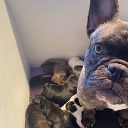 French Bulldogs from Herbert's Frenchies