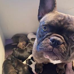 French Bulldogs from Herbert's Frenchies