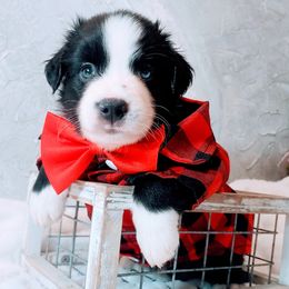 Boy 1 - Black & white male Miniature Australian Shepherd puppy in Florida from All Champions Mini Aussies & ABW Great Danes