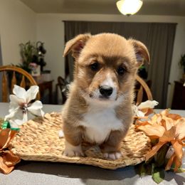Barney Rubble- Green Collar - Red male Pembroke Welsh Corgi puppy in Olathe, Colorado from Rocking LJ Breeding