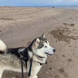 Alaskan Malamute All Grown Up from Jamie Minchew's Alaskan Malamutes