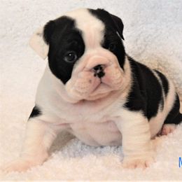 Bulldog Puppies from Sanford and Son Bulldogs