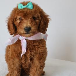 Muffin - Red  female Goldendoodle puppy in Apopka, Florida from Rae Precious Puppies