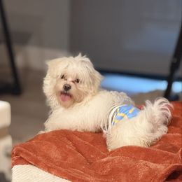 First Dog - White male Maltese puppy in Kansas City, Missouri from Bichoncitos Malteses ❤️