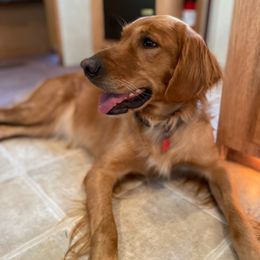 Heidi - Golden Retriever