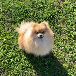 Bella - Pomeranian