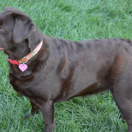 Labrador Retrievers from Julian Farms