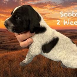 Scotch - Black and white male German Shorthaired Pointer puppy in Columbus, Nebraska from Prancy Pawz