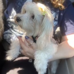 Ree Ree - Maltipoo