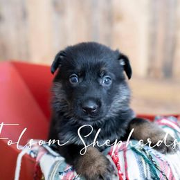 German Shepherd Puppies from Vom Folsom Haus Shepherds
