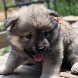 Abby - Orange Collar - Red female Eurasier puppy in Lakewood, Ohio from Exquisite Eurasier