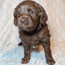 Primrose - Brown female Cockapoo puppy in Sunset, Louisiana from Cano Cockapoos