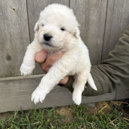 Tan collar boy - White male Maremma Sheepdog puppy in Swanton, Ohio from Old Orchard Maremmas