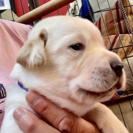Labrador Retriever Puppies from Joy Luck Labs, LLC