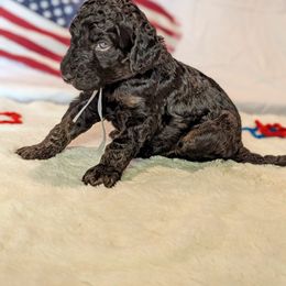 Poodle Puppies from Future Pioneers Farming