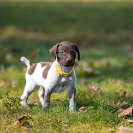 Boo (please fill out an application if interested) - Liver roan male German Shorthaired Pointer puppy in Greensburg, Kentucky from Nosam Kennels- Hungarian Vizslas, and German Shorthairs Located in Kentucky