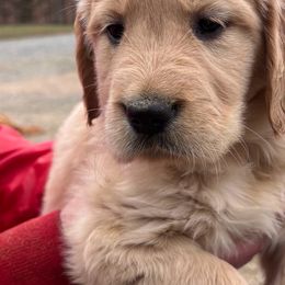 Cavapoos, Goldendoodles, and Golden Retrievers from Circle T Ranch K9s