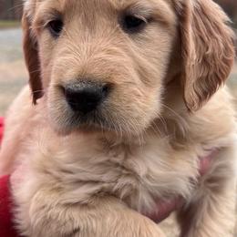 Cavapoos, Goldendoodles, and Golden Retrievers from Circle T Ranch K9s