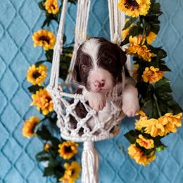 Shasta - White and red female Bordoodle puppy in Elizabeth City, North Carolina from Howdy Doodles