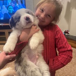 Pete - White and blue merle male Border Collie puppy in Ripley, Oklahoma from Adventure5 Border Collies