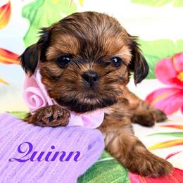 Quinn - Red female Shih Tzu puppy in Hemet, California from Aloha Shih Tzu