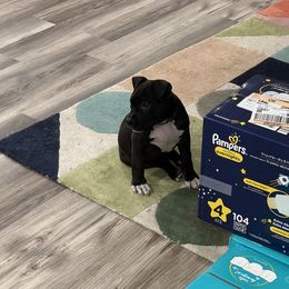 American Bully Puppies from XLRG BULLIES