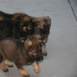 Shiloh Shepherd Puppies from Solace Shilohs