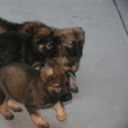 Shiloh Shepherd Puppies from Solace Shilohs