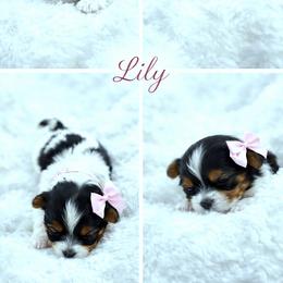 Biewer Terrier, Companion Cross, Maltipoo, Morkie, and Yorkshire Terrier Puppies from Puppy Boutique