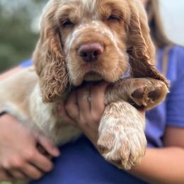 Coconut - Lemon and white male English Springer Spaniel puppy in Kellyton, Alabama from Wildwood