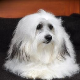 Diesel - Coton de Tulear