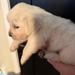 Demi male orange - Light golden male Golden Retriever puppy in College Station, Texas from Golden Care Golden Retrievers