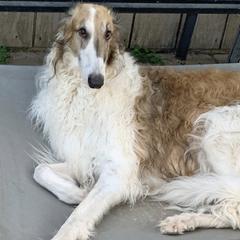 Borzois from Marian Broadhurst