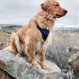 Golden Retrievers from Jesse Hinckley's Golden Retrievers