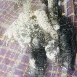 Girl 2 - Blue merle female Aussiedoodle puppy in Yacolt, Washington from Aussiedoodles by Maggie