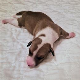 Scallop - Tuncap's Spreadsheet Whisperer - Blue fawn male Italian Greyhound puppy in Porter, Texas from Tuncap's Italian Greyhounds