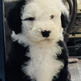 Billy - Black and white male Sheepadoodle puppy in Eldersburg, Maryland from M&B Puppy Love