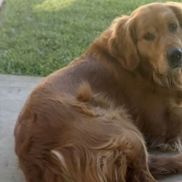 Golden Retrievers from Robinwood Goldens