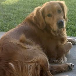 Golden Retrievers from Robinwood Goldens