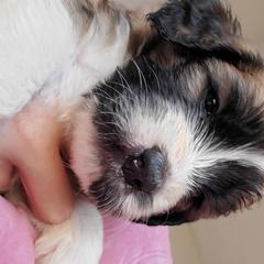 Saint Berdoodle Puppies from Dustdevil Doodles