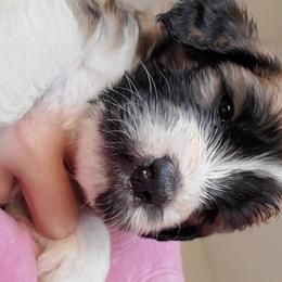 Saint Berdoodle Puppies from Dustdevil Doodles