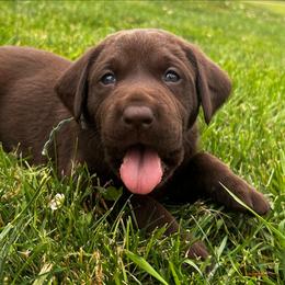 Light blue - Chocolate female Labrador Retriever puppy in Sioux City, Iowa from Brown Dog Acres
