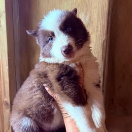 Amarok - Agouti and white female Siberian Husky puppy in Thomasville, Georgia from Southern Blues Siberian Huskies