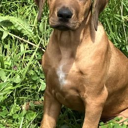 Rhodesian Ridgebacks from Sky Ridge