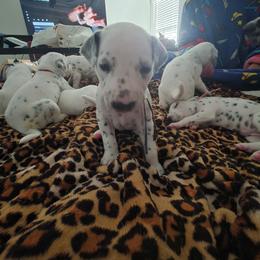 Raven - White and black female Dalmatian puppy in Killeen, Texas from America's Dalmatian Friends