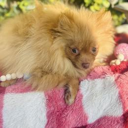 Nacho - Orange male Pomeranian puppy in Buck Valley, Pennsylvania from Buck Valley Pomeranians