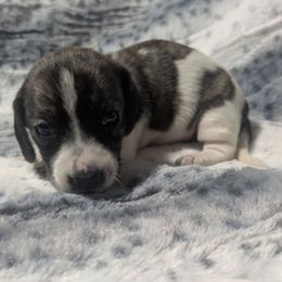 4 Cream Brindle Piebald - Brindle female Dachshund puppy in Central Point, Oregon from MRS Long Dog Ranch