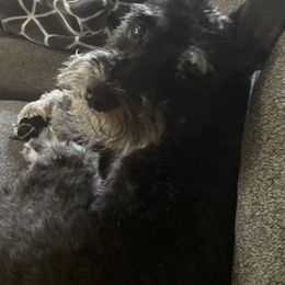 Miniature Schnauzers from Bush Family Schnauzers